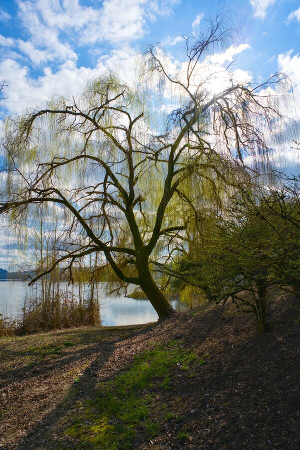 pjd_willamette-river-willow-tree-portland-or-260302-p1002913_h.jpg