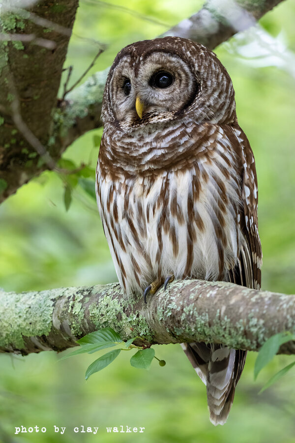 owl smaller.jpg