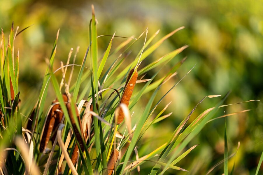 Conostee_Nature_Park_7Artisans_135mm_test-1000093.jpg