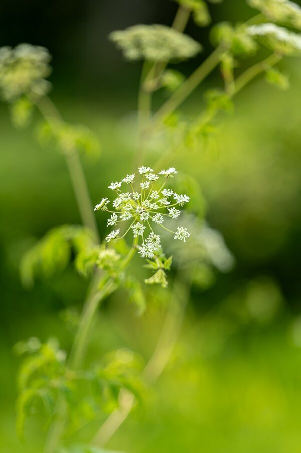 Conostee_Nature_Park_7Artisans_135mm_test-1000105.jpg