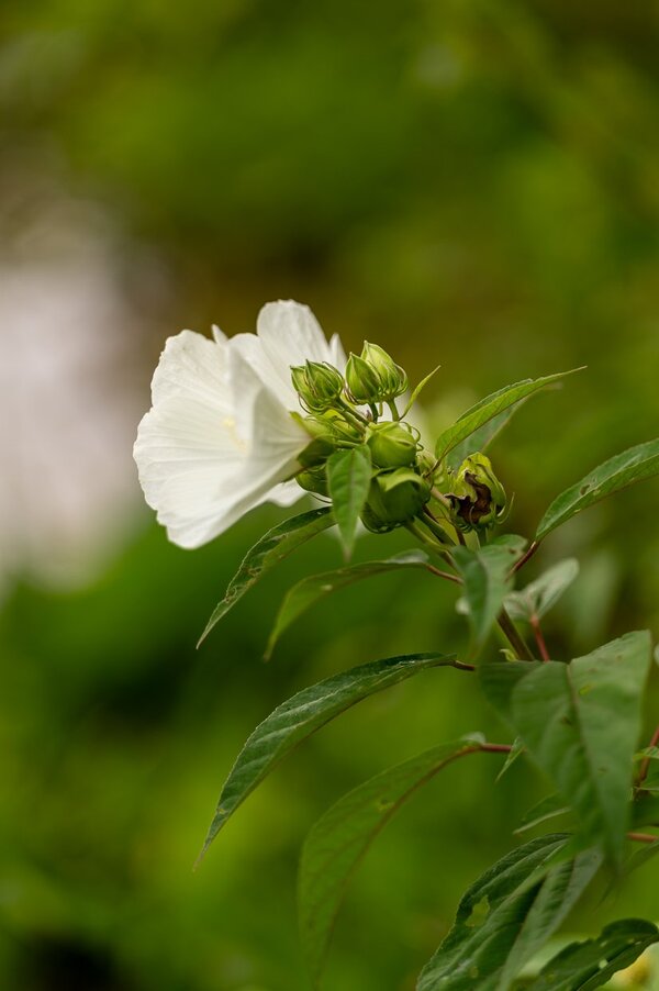 Conostee_Nature_Park_7Artisans_135mm_test-1000119.jpg