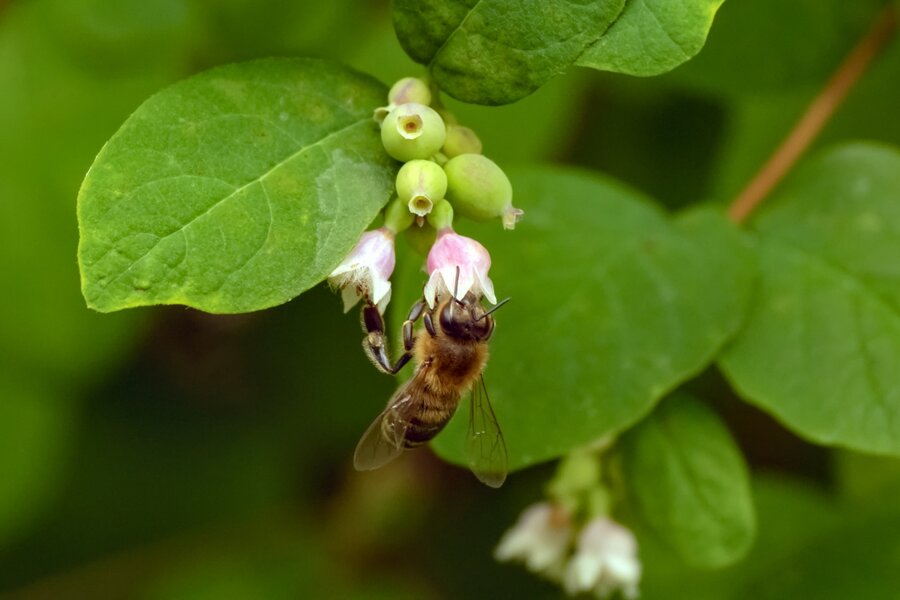 TH1_PJD_flora-snowberry-blossoms-w-bee-#02-P1000161 L-forum.jpg